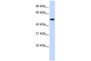 Image no. 1 for anti-RasGEF Domain Family, Member 1A (RASGEF1A) (N-Term) antibody (ABIN634311)
