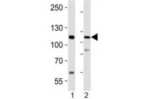Image no. 2 for anti-PR Domain Containing 16 (PRDM16) antibody (ABIN3032299)