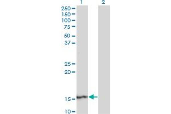 anti-Suppressor of Ty 4 Homolog 1 (SUPT4H1) (AA 18-117) antibody
