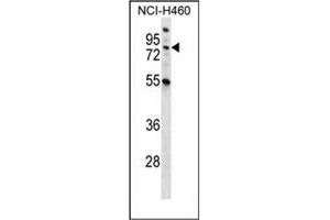 Image no. 3 for anti-Macrophage Stimulating 1 (Hepatocyte Growth Factor-Like) (MST1) (AA 475-505), (C-Term) antibody (ABIN953271)