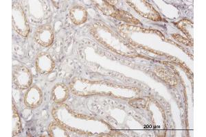 Image no. 1 for anti-Cathepsin K (CTSK) (AA 220-329) antibody (ABIN514786)