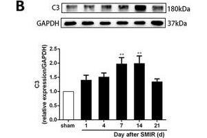 Image no. 25 for anti-Glyceraldehyde-3-Phosphate Dehydrogenase (GAPDH) antibody (ABIN3020541)