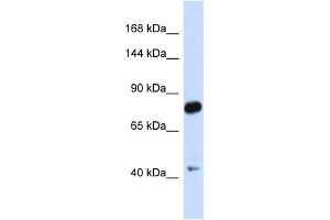 Image no. 1 for anti-Cadherin 23 (CDH23) (N-Term) antibody (ABIN2783851)