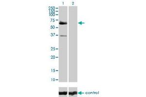 Image no. 1 for anti-V-Raf-1 Murine Leukemia Viral Oncogene Homolog 1 (RAF1) (AA 1-130) antibody (ABIN519618)