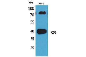 Image no. 1 for anti-CD2 (CD2) (N-Term) antibody (ABIN3187772)