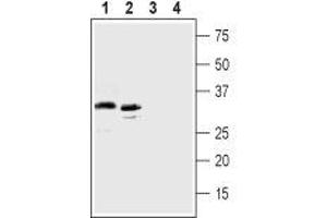 Western blot analysis of human MEG-O1 chronic myelogenous leukemia cell lines lysate (lanes 1 and 3) and human K562 erythroleukemia cell line lysate  (lanes 2 and 4): - 1,2.