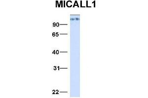 Image no. 2 for anti-MICAL-Like 1 (MICALL1) (N-Term) antibody (ABIN2784573)