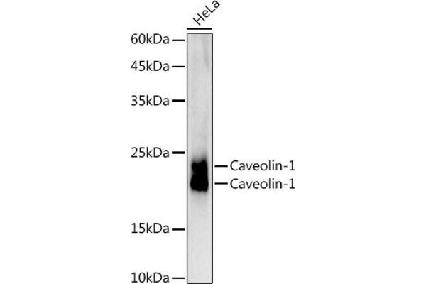 Caveolin-1 anticorps