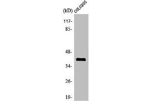 OR4A16 antibody  (C-Term)