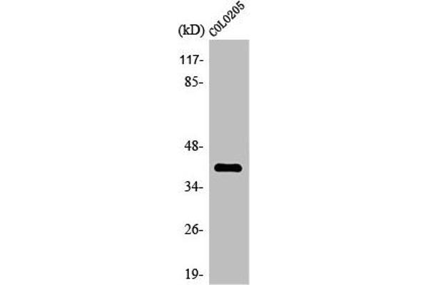 OR4A16 antibody  (C-Term)