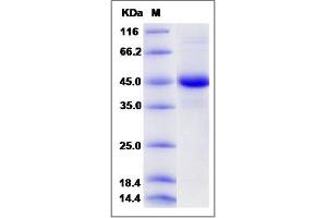 Image no. 1 for BMP and Activin Membrane-Bound Inhibitor Homolog (BAMBI) (AA 1-152) protein (Fc Tag) (ABIN2008387)