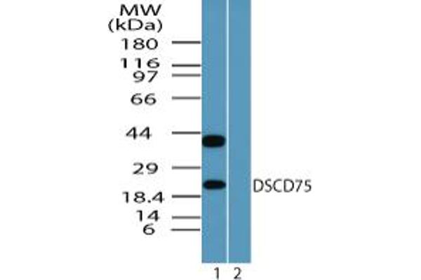 THEM6 antibody  (AA 200-250)