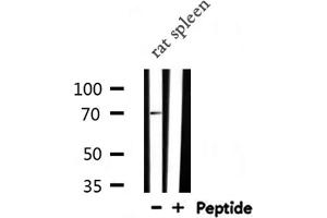 Image no. 2 for anti-Polo-Like Kinase 3 (PLK3) antibody (ABIN6258103)