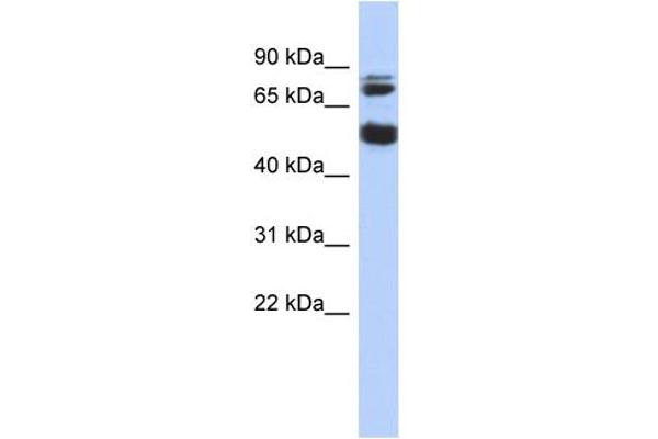 anti-Serine/threonine-Protein Kinase NIM1 (NIM1) (Middle Region) antibody