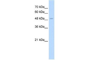 Image no. 1 for anti-Aminoadipate Aminotransferase (AADAT) (N-Term) antibody (ABIN2781307)