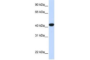 Image no. 1 for anti-Fumarylacetoacetate Hydrolase (Fumarylacetoacetase) (FAH) (N-Term) antibody (ABIN2776934)