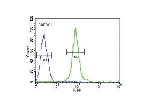 Image no. 3 for anti-14-3-3 gamma (YWHAG1) (AA 63-92), (N-Term) antibody (ABIN5535951)