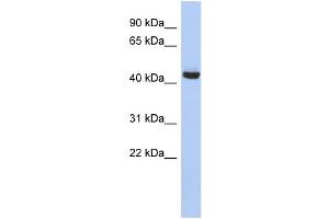 Image no. 1 for anti-Exocyst Complex Component 4 (EXOC4) (N-Term) antibody (ABIN2786600)