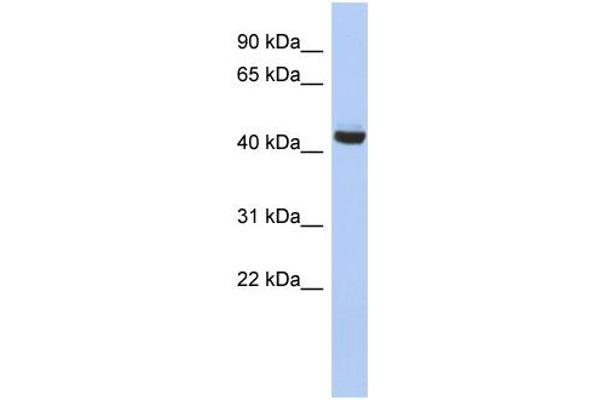 anti-Exocyst Complex Component 4 (EXOC4) (N-Term) antibody