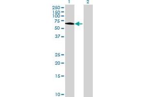 Image no. 1 for anti-Chromosome 7 Open Reading Frame 38 (C7orf38) (AA 1-573) antibody (ABIN531379)