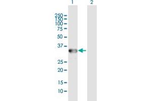 Western Blot analysis of ANXA3 expression in transfected 293T cell line by ANXA3 MaxPab polyclonal antibody.