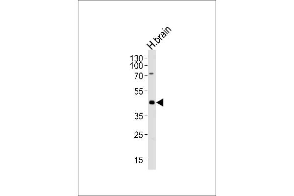 HuC/ELAVL3 抗体  (N-Term)
