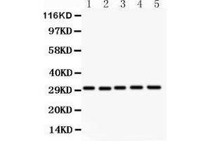 Image no. 3 for anti-CD82 (CD82) (AA 98-267) antibody (ABIN3043486)