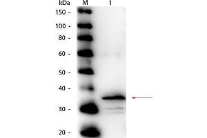 Image no. 1 for anti-Carboxypeptidase B1 (Tissue) (CPB1) antibody (HRP) (ABIN5596913)