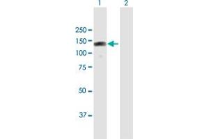 Western Blot analysis of RBM19 expression in transfected 293T cell line by RBM19 MaxPab polyclonal antibody.
