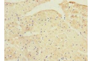 Immunohistochemistry of paraffin-embedded human heart tissue using ABIN7165932 at dilution of 1:100