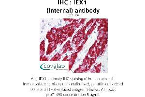 Image no. 1 for anti-Immediate Early Response 3 (IER3) (Internal Region) antibody (ABIN1735769)