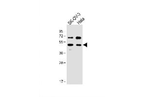 Image no. 2 for anti-Flotillin 1 (FLOT1) (AA 104-133), (N-Term) antibody (ABIN1538945)