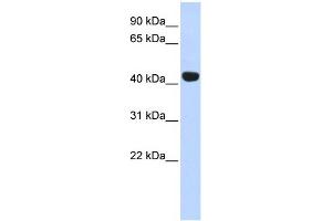 Image no. 1 for anti-Egl-9 Family Hypoxia Inducible Factor 2 (EGLN2) (Middle Region) antibody (ABIN2778438)
