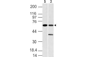 Image no. 1 for anti-Vang-Like 1 (Vangl1) (AA 148-400) antibody (ABIN5027627)