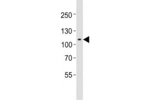 Image no. 2 for anti-C-Mer Proto-Oncogene Tyrosine Kinase (MERTK) (C-Term) antibody (ABIN3030226)