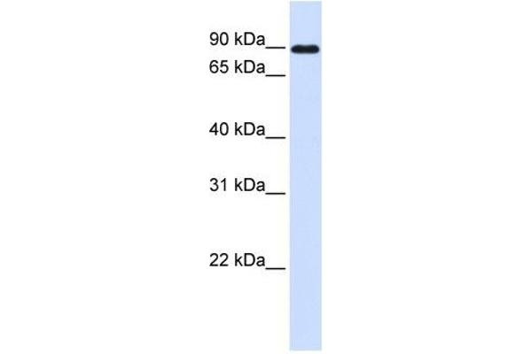 anti-Cadherin 24 (CDH24) (N-Term) antibody