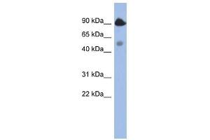 Image no. 1 for anti-BCL2-Like 13 (Apoptosis Facilitator) (BCL2L13) (Middle Region) antibody (ABIN926875)
