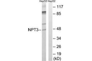Image no. 1 for anti-Solute Carrier Family 17 (Anion/Sugar Transporter), Member 2 (SLC17A2) (AA 213-262) antibody (ABIN1535389)