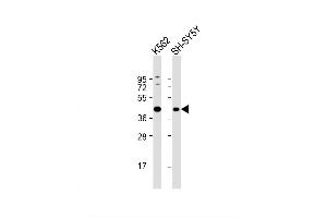 Image no. 4 for anti-Alcohol Dehydrogenase 5 (Class III), chi Polypeptide (ADH5) (AA 212-239) antibody (ABIN652502)
