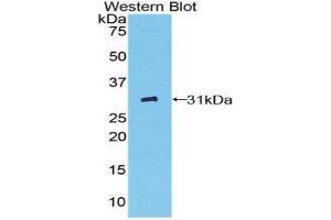 Image no. 1 for anti-Fc gamma RII (CD32) (AA 47-285) antibody (ABIN1858837)