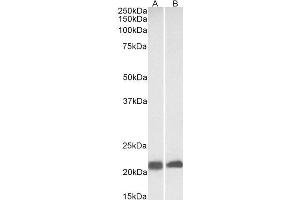 Image no. 4 for anti-Caveolin 3 (CAV3) (N-Term) antibody (ABIN361198)