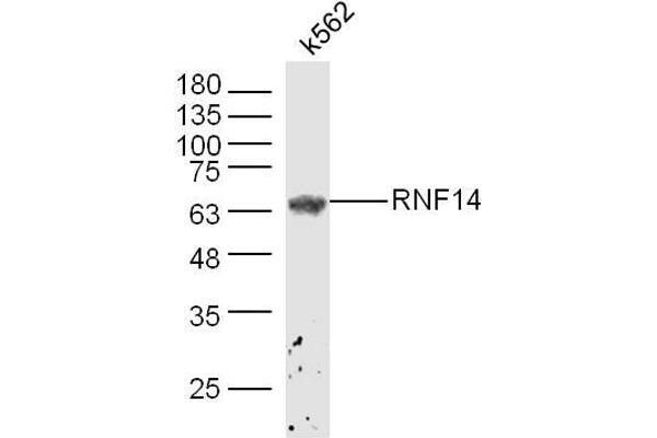 ADAM2 antibody  (AA 451-550)