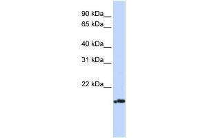 Image no. 1 for anti-Pallidin Homolog (PLDN) (Middle Region) antibody (ABIN2774090)