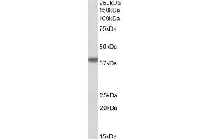 Image no. 2 for anti-POU Class 2 Associating Factor 1 (POU2AF1) (Internal Region) antibody (ABIN768554)