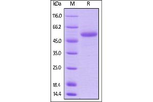 Image no. 2 for CD40 Ligand (CD40LG) (AA 113-261) (Active) protein (AVI tag,Fc Tag,Biotin) (ABIN5674613)