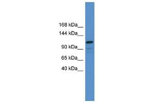 Image no. 1 for anti-Nuclear Factor of Activated T-Cells, Cytoplasmic, Calcineurin-Dependent 1 (NFATC1) (C-Term) antibody (ABIN2778552)
