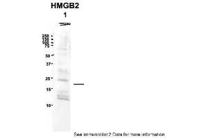 Image no. 2 for anti-High Mobility Group Box 2 (HMGB2) (Middle Region) antibody (ABIN2787574)