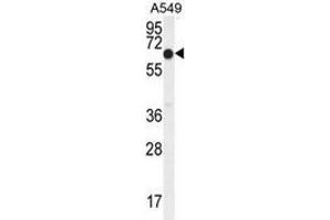 Image no. 2 for anti-Elongation Factor RNA Polymerase II (ELL) (AA 523-553), (C-Term) antibody (ABIN952063)
