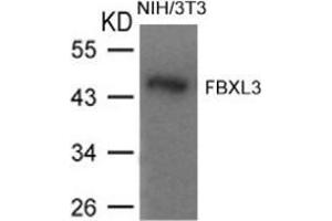 Image no. 1 for anti-F-Box and Leucine-Rich Repeat Protein 3 (FBXL3) (AA 1-5), (N-Term) antibody (ABIN783328)