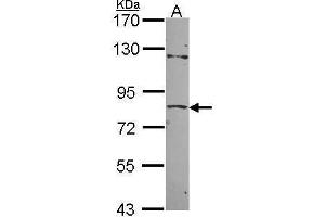 Image no. 3 for anti-Zinc Finger Protein 148 (ZNF148) (N-Term) antibody (ABIN2855987)